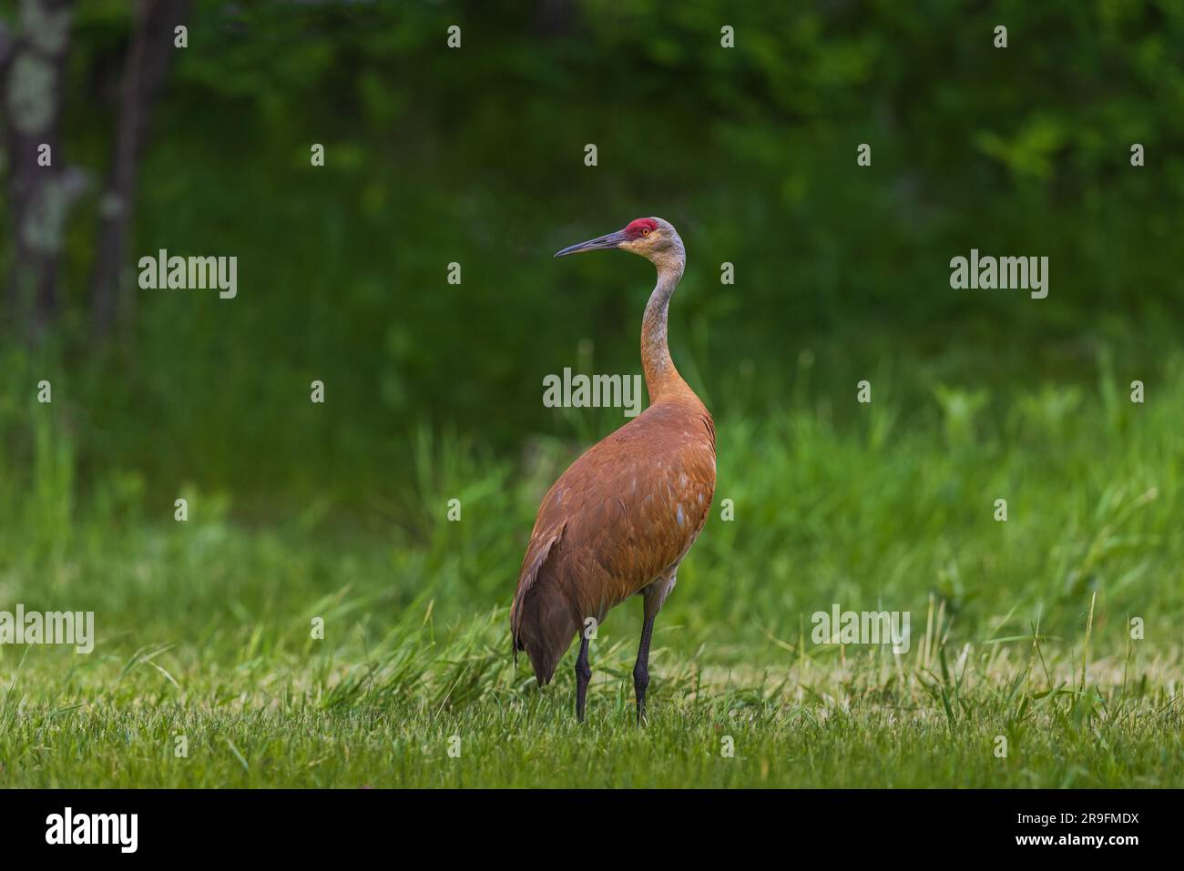 Sandhill Crane in Nordwisconsin. Stockfoto