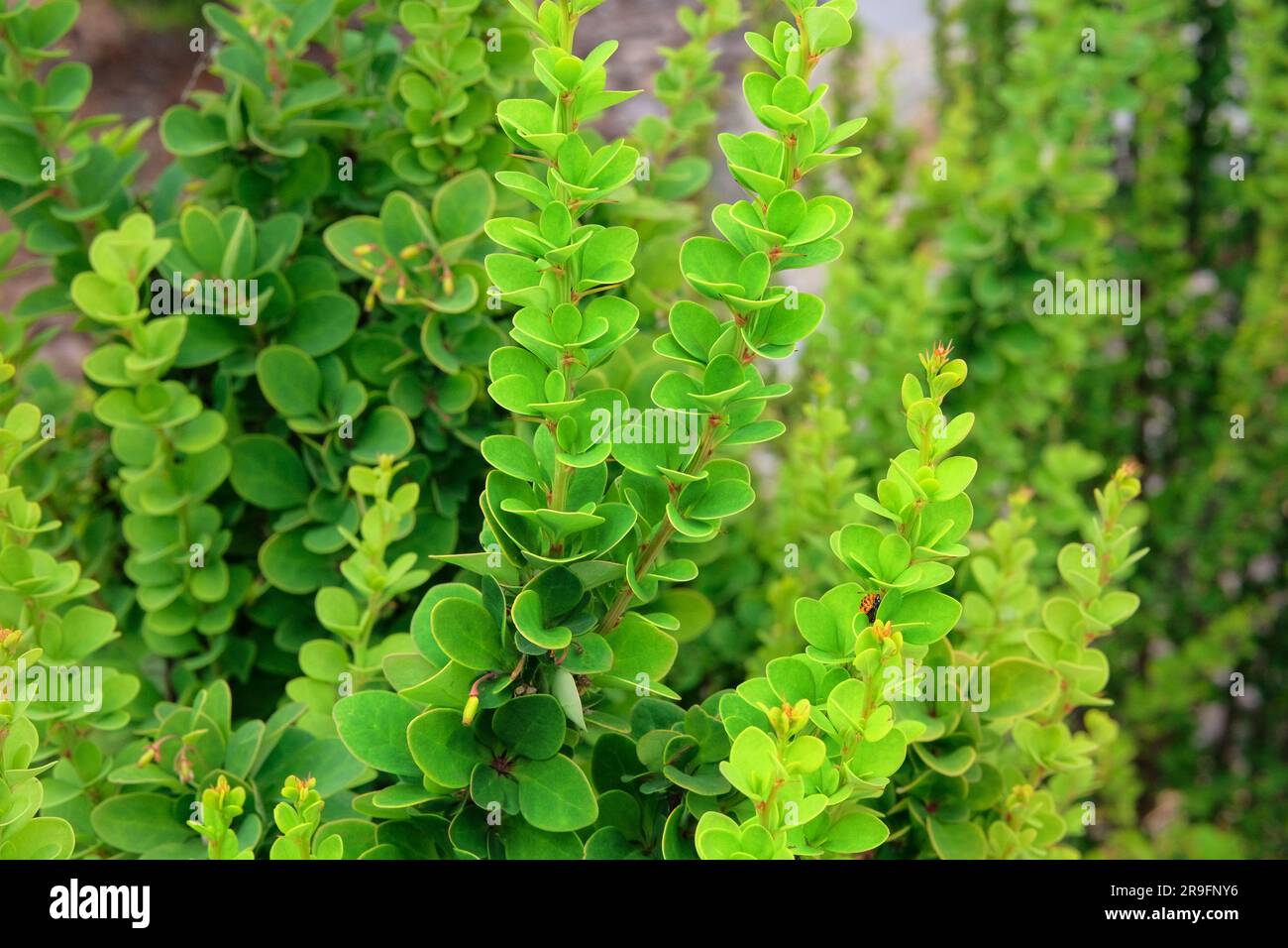 Berberis Thunbergii. Dekorative grüne, helle Büsche auf den Straßen der Stadt. Landschaftsgestaltung und Dekoration in der Frühlingssaison. Stockfoto