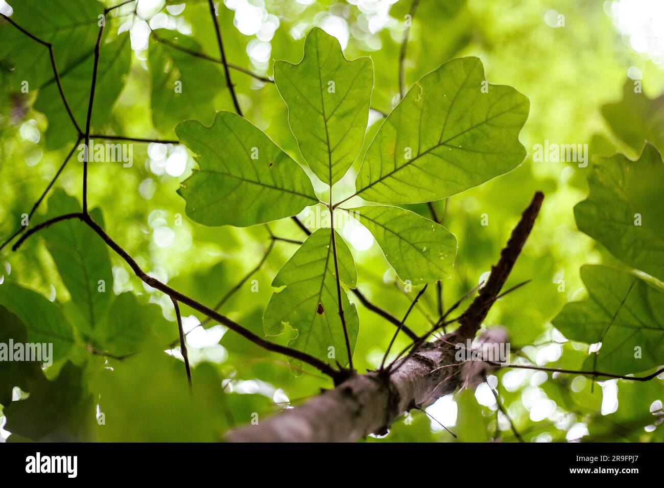Ein Blackjack-Eichenbaum (Quercus marilandica) im Wald von North Carolina zeigt seine unverwechselbaren dreiflügeligen Blackjack-Blätter. Stockfoto
