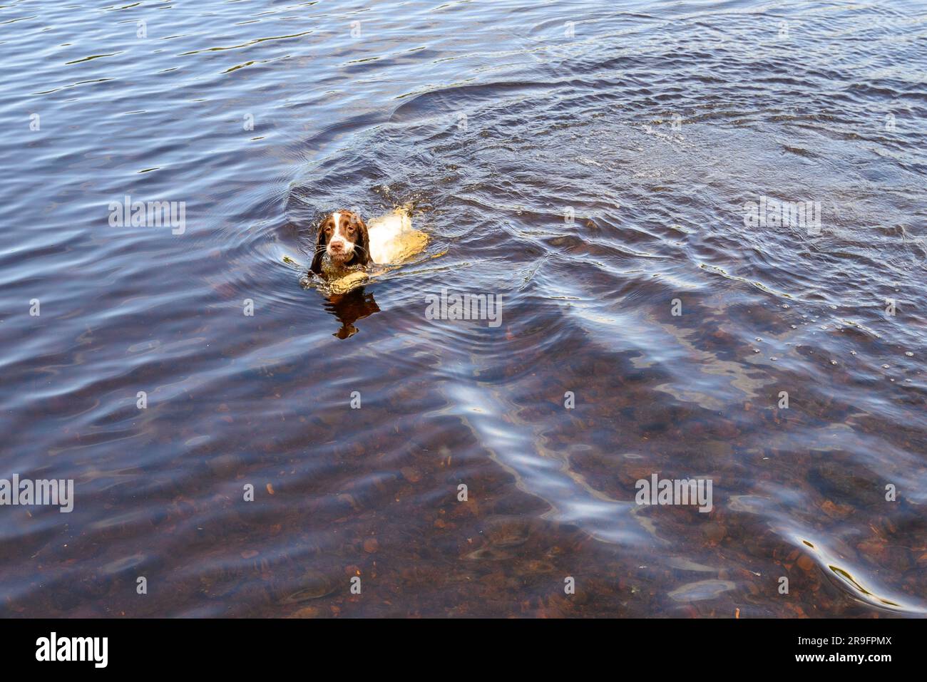 Hund schwimmt Hündchen paddeln im Wasser, Springer Spaniel Stockfoto