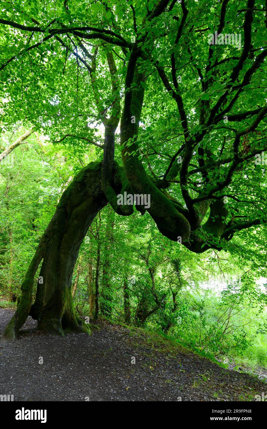 Der alte Baum hat sich gebeugt Stockfoto