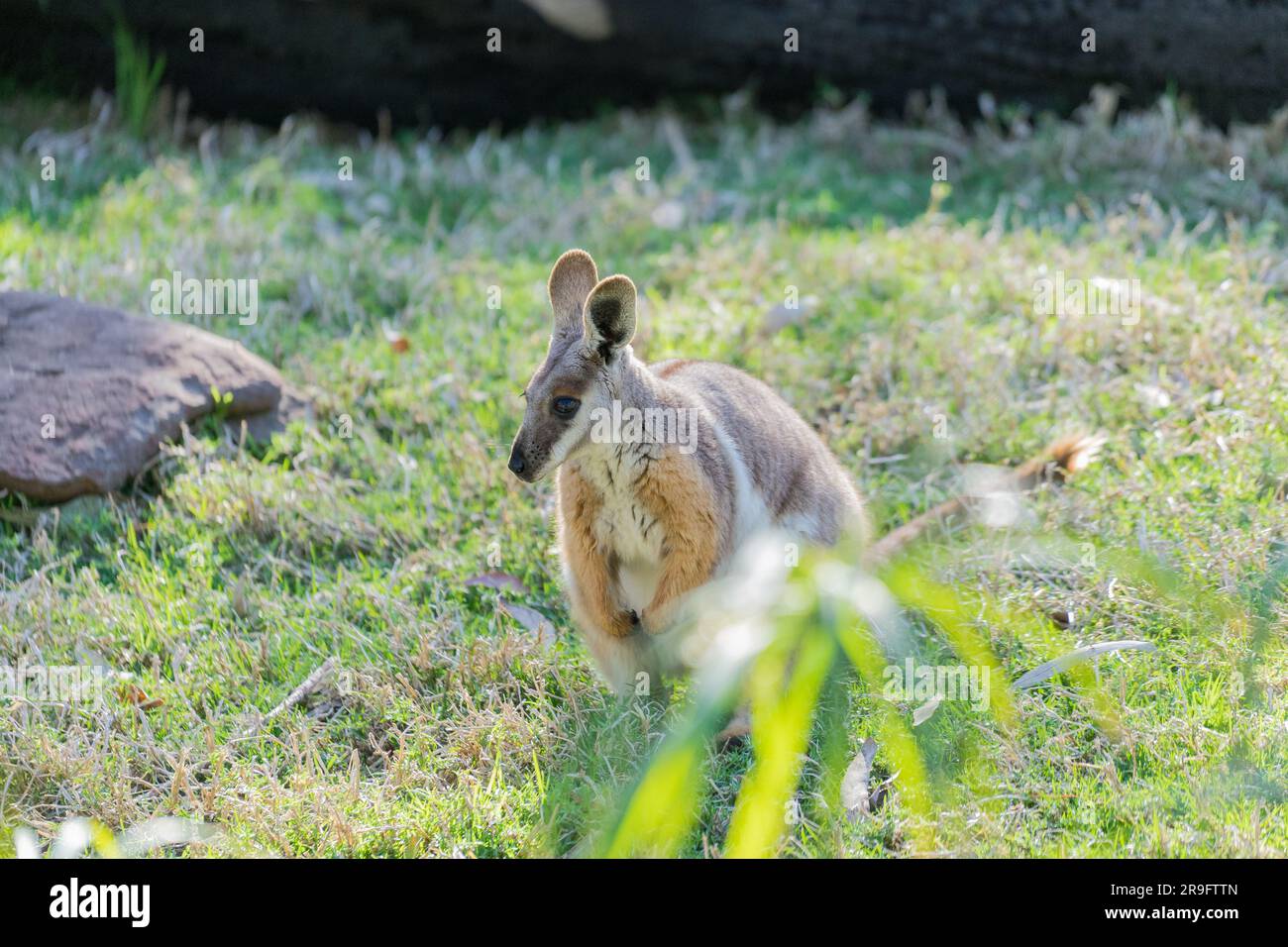 Wallaby im Zoo von Adelaide Stockfoto