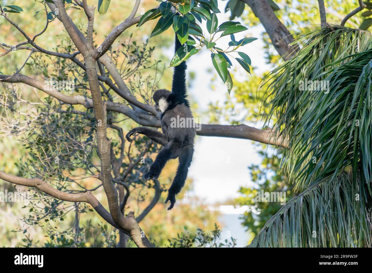Affen im Zoo von Adelaide Stockfoto