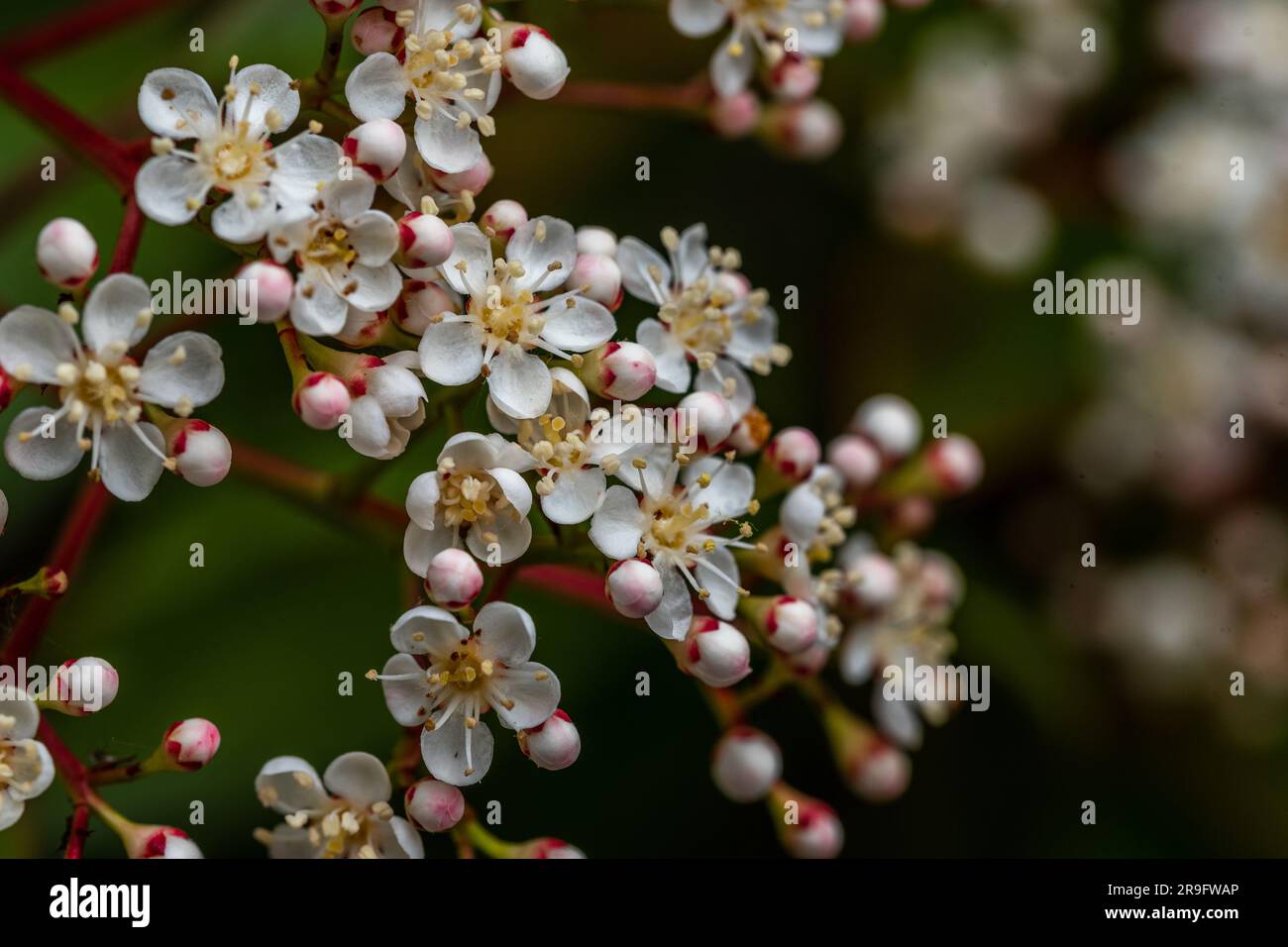 Blume von Photinia fraseri. Die blühende Photinia fraseri, auch bekannt