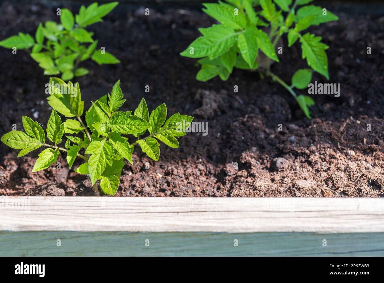 Bio-Tomatenpflanzen und Kräuter in Holzkisten im Garten oder auf der Terrasse. Stockfoto