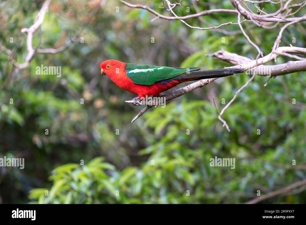 Farbenfrohe Papageien und Kakatua in Apollo Bay, Australien Stockfoto