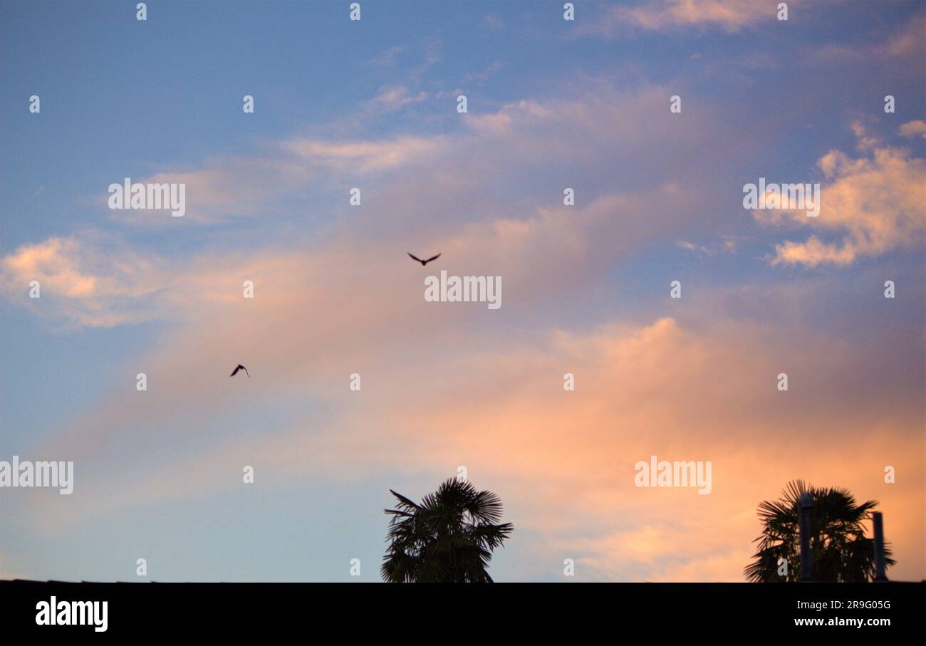 Die zwei Vögel fliegen hoch über einigen Palmen bei Sonnenuntergang Stockfoto