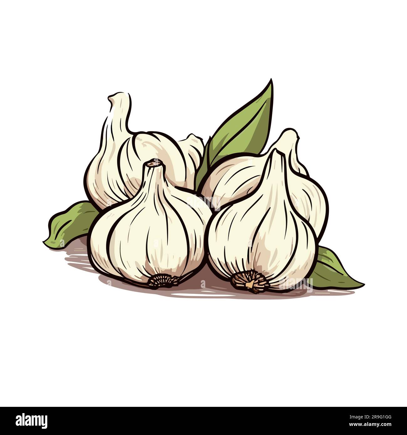 Knoblauch. Handgezeichnete Illustration von Knoblauch. Vektor-Doodle ...