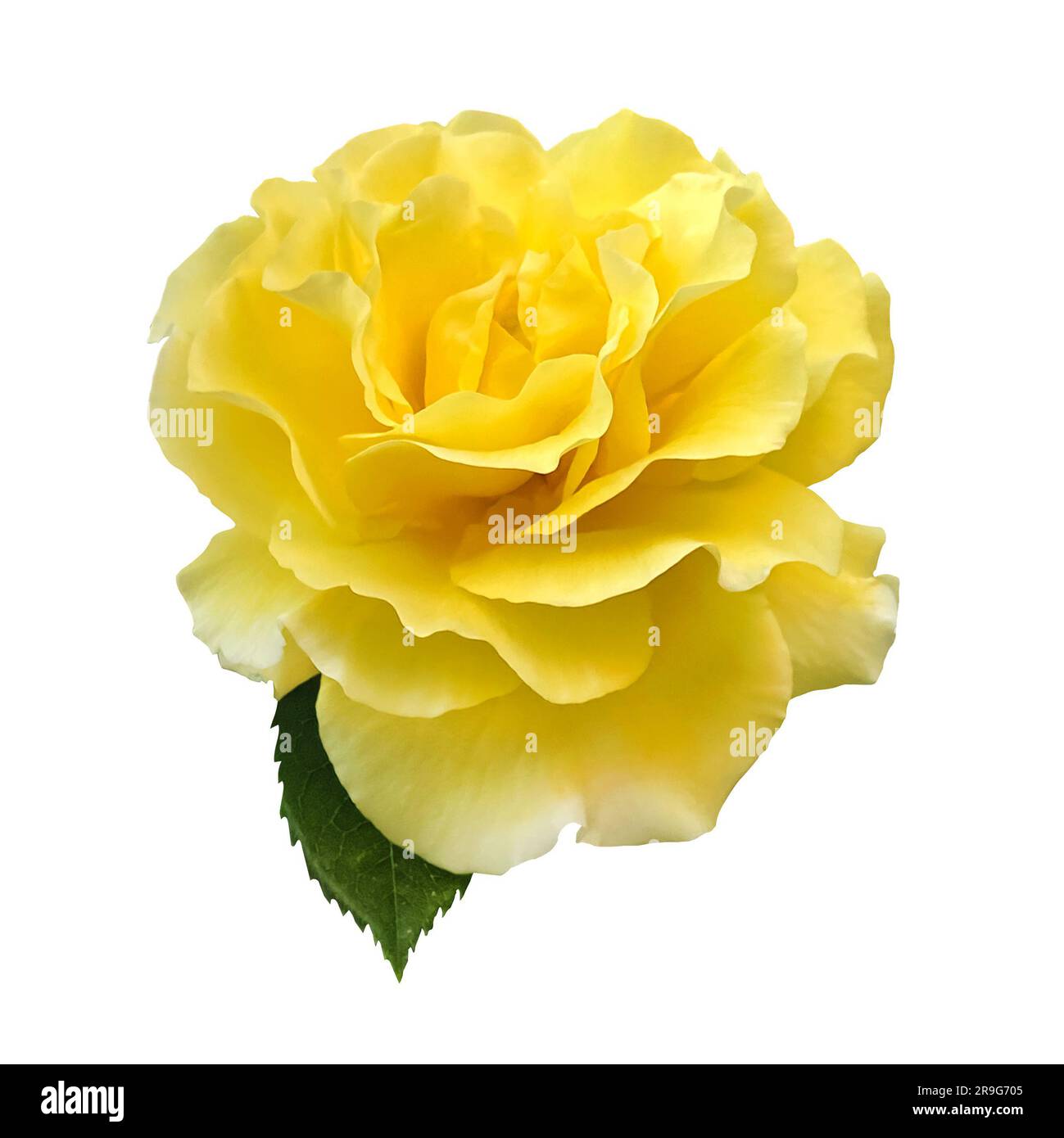 Eine einzelne goldgelbe Rose mit grünem Rosenblatt, isoliert auf weißem Hintergrund mit Schnittpfad. Gelbes Rosenobjekt für Designs. Stockfoto