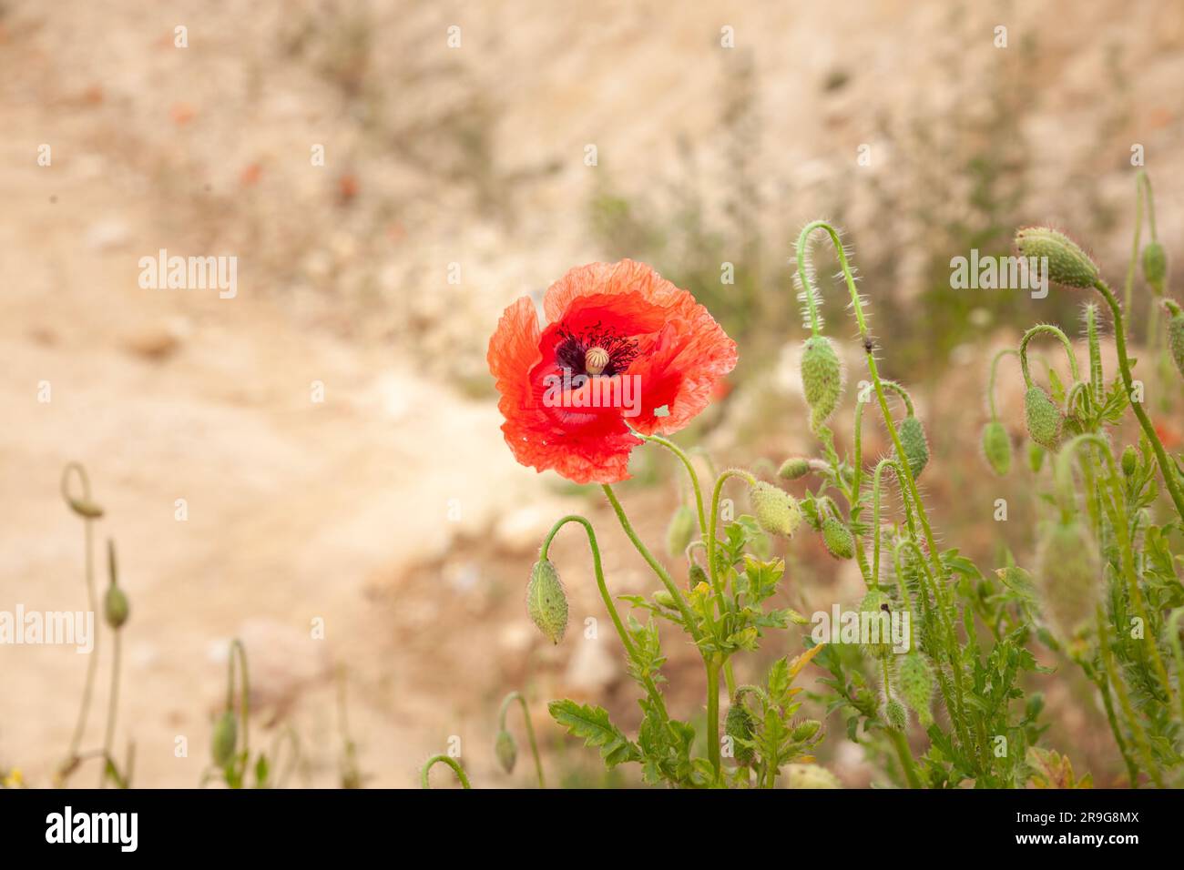 Bild von rotem Mohn, der im Sommer auf einem Grasfeld steht. Papaver-Rhoeas, oder Mohnblume, Maismohn, Maisrose, Feldmohn, Flanderns Mohn oder rot Stockfoto