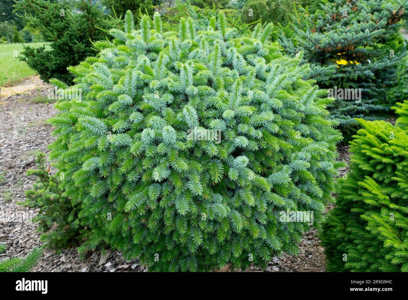 Picea sitchensis „Tenas“, kompakt, sphärisch, Fichte in Nadelgarten Stockfoto
