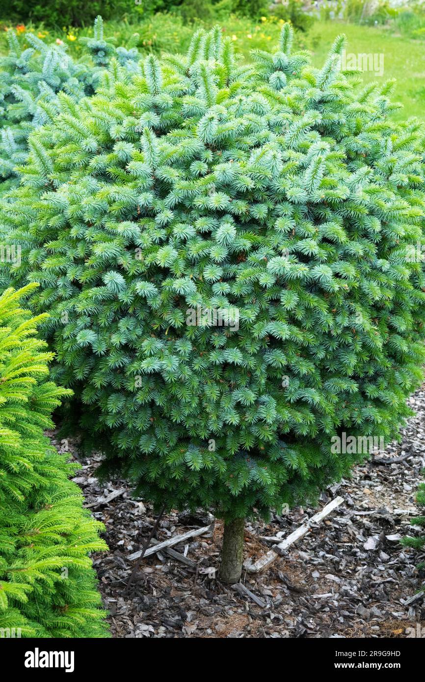 Sitka Spruce, Picea sitchensis „Tenas“, sphärisch, geformt, Spruce Picea im Garten Stockfoto