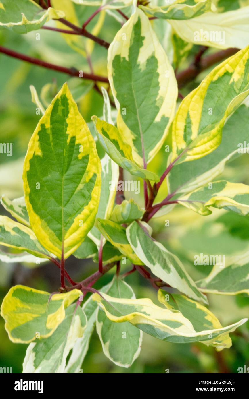 Cornus alba „Gouchaultii“, roter Osier Dogwood, Blätter Stockfoto