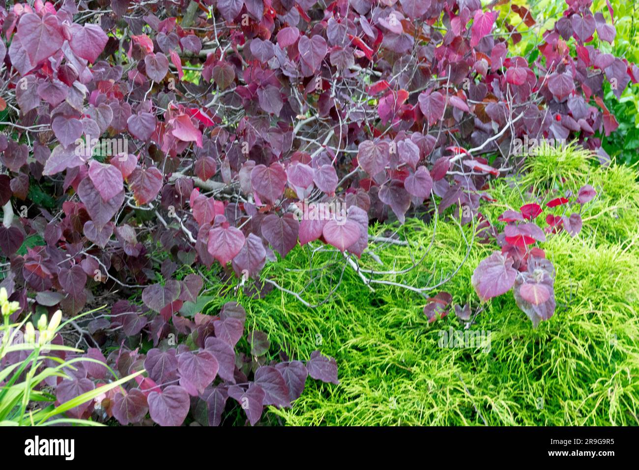 Kanadischer Redbud, Cercis 'Forest Pansy' Tree im Garten Stockfoto