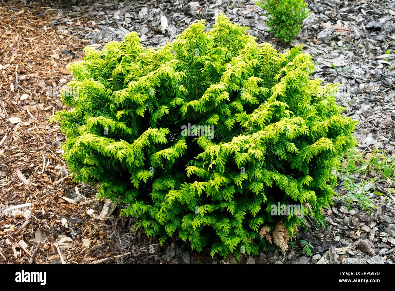 Garten, Zwerg, Port Orford Cypress, Chamaecyparis lawsoniana „Jeanette“ Stockfoto