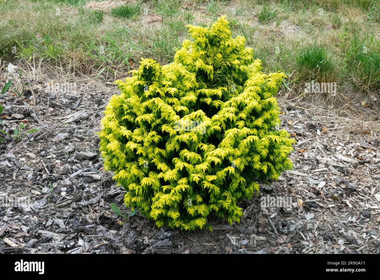 Chamaecyparis lawsoniana „Susan“, Port Orford Cedar, Golden, Zwerg, Garten, Koniferen Stockfoto