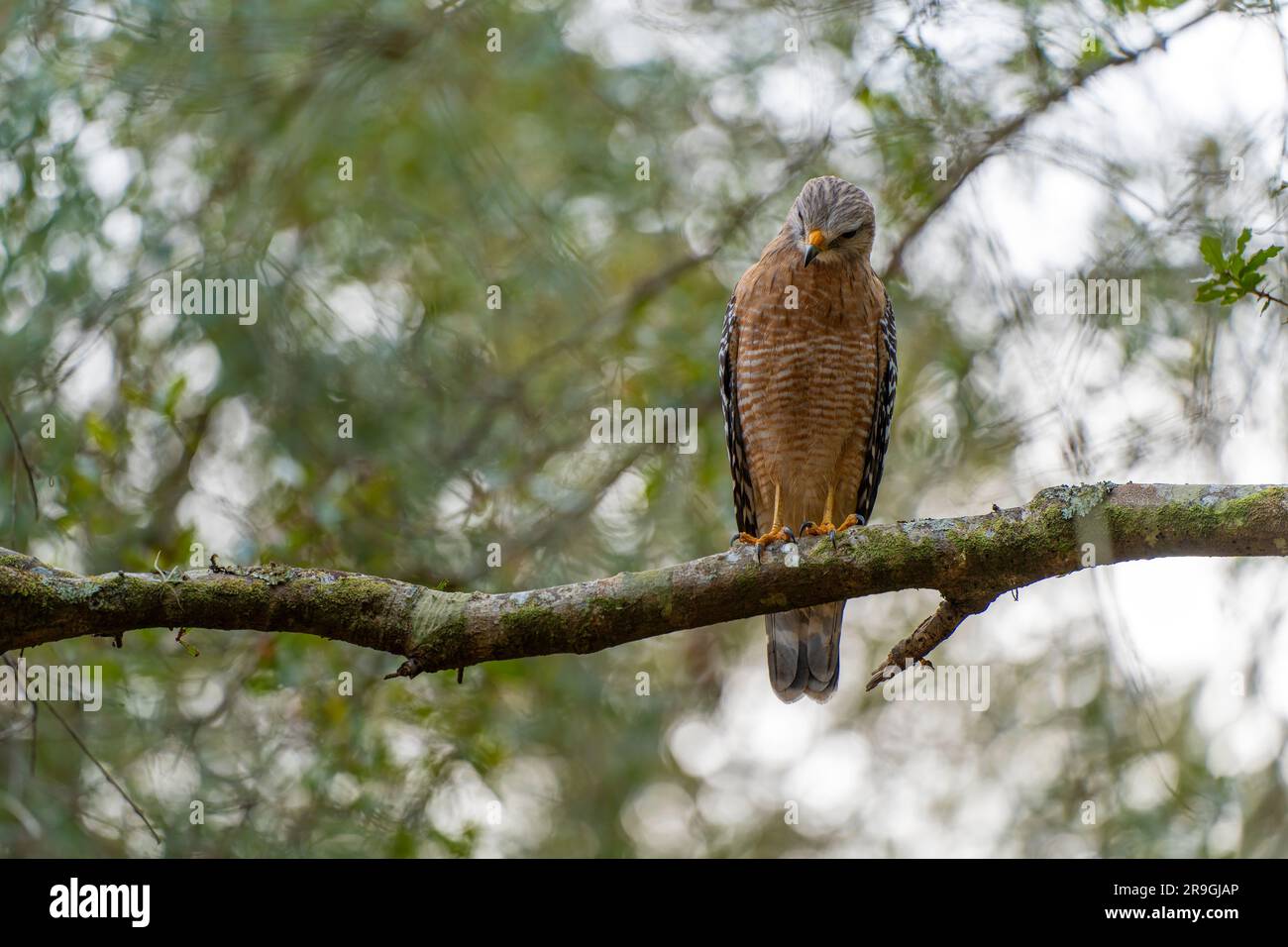 Der rote Falke, der auf einem Ast sitzt und nach Beute sucht, die man im Sommerwald jagen kann. Stockfoto