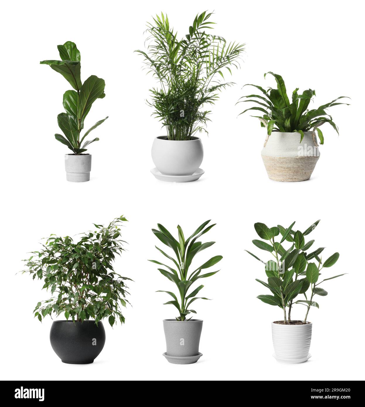 Collage mit verschiedenen Topfpflanzen auf weißem Hintergrund. Einrichtung des Hauses Stockfoto