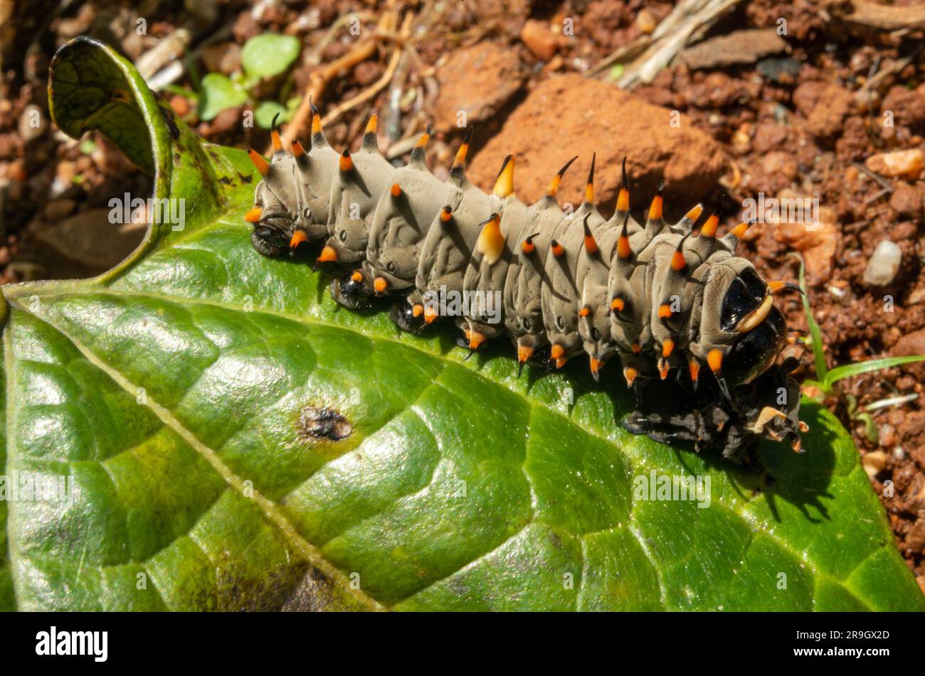 Cairns Birdwing Butterfly, Ornithoptera Euphorion Raupe mit Gusshaut. Stockfoto
