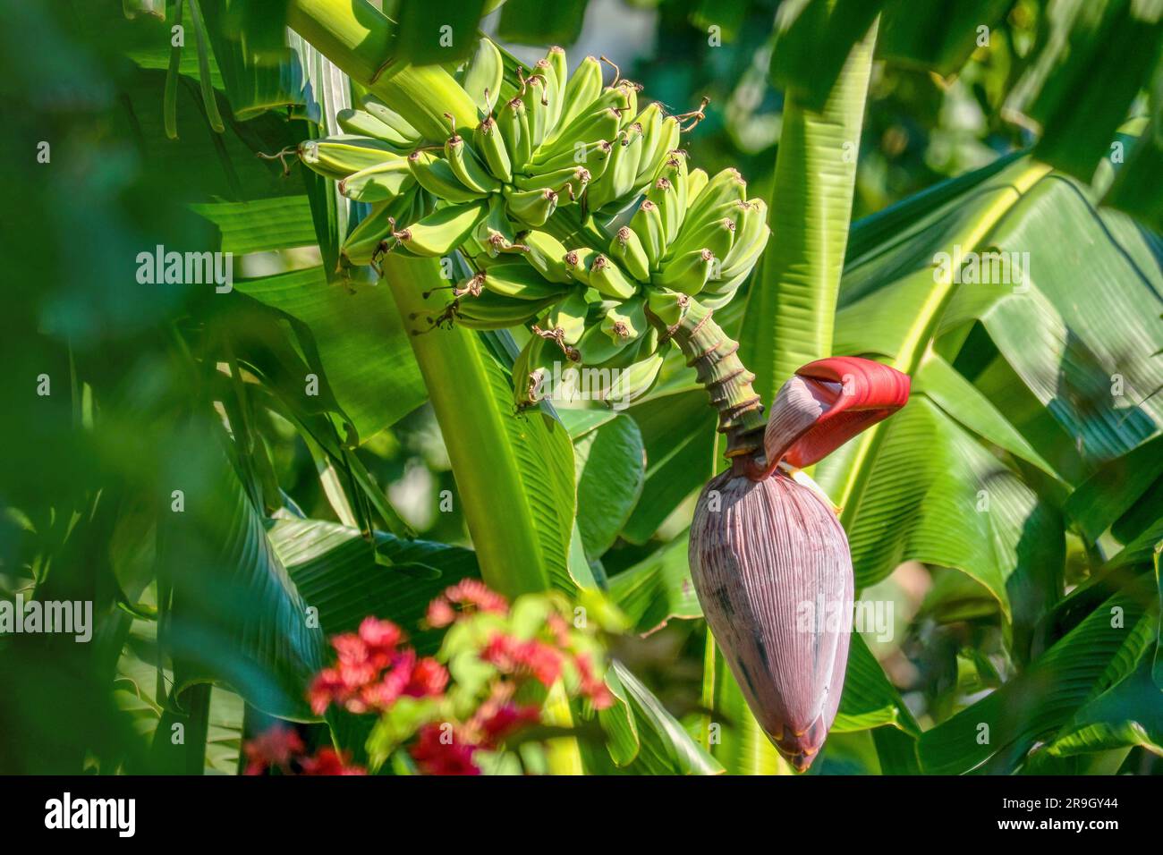 Ein reifender Haufen Mehlbananen, auch bekannt als Bananenkochen, und die große Blume, die am Ende der Spitze wächst. Stockfoto