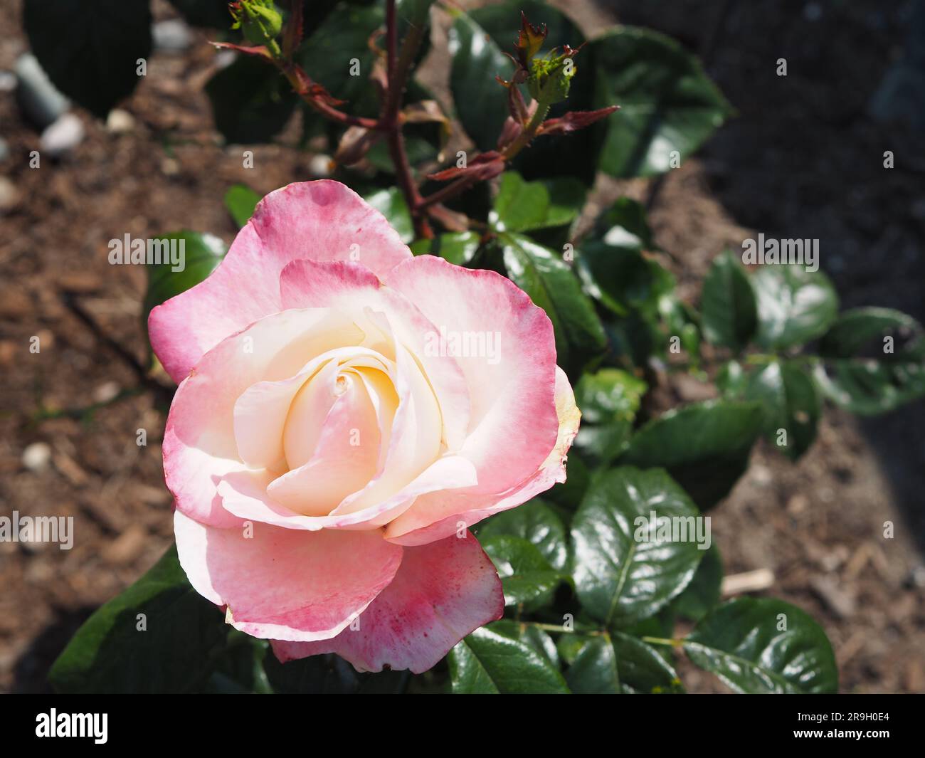 Rosa- und Cremefarbenen Rose Stockfoto
