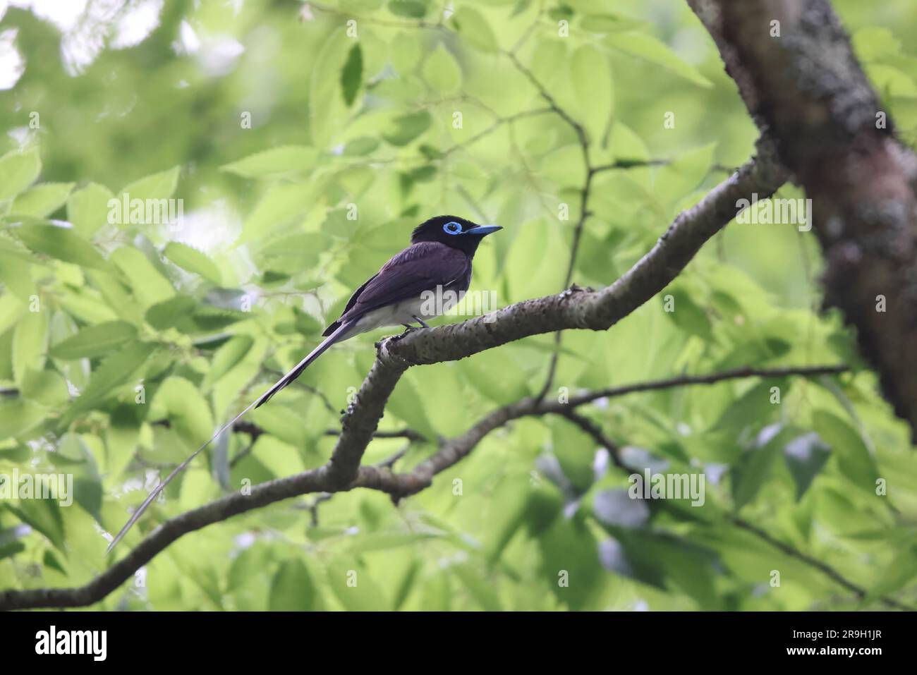 Japanische Paradise Flycatcher (Terpsiphone Atrocaudata) in Japan Stockfoto