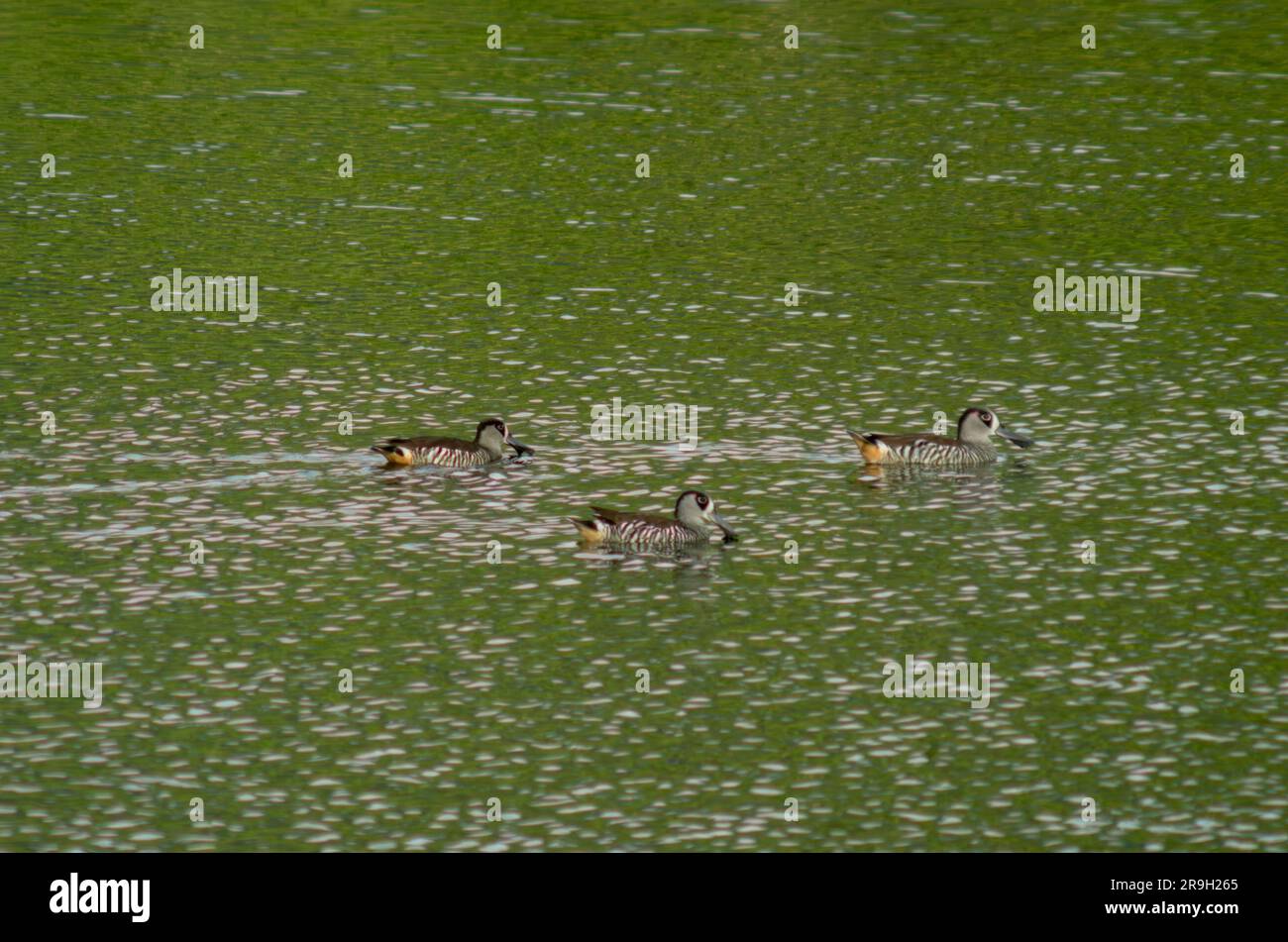 Pink-Ear-Ente, Malacorhynchus membranaceus. Stockfoto
