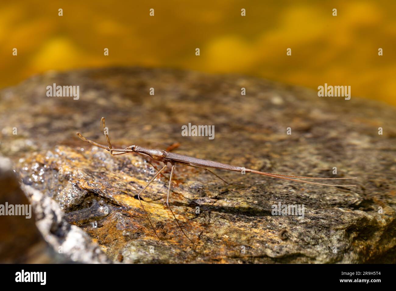 Water Stick Insect - Ranatra linearis ist eine Art von Wasserkeimen in der Familie der Nepidae. Tierwelt der Tschechischen Republik Stockfoto
