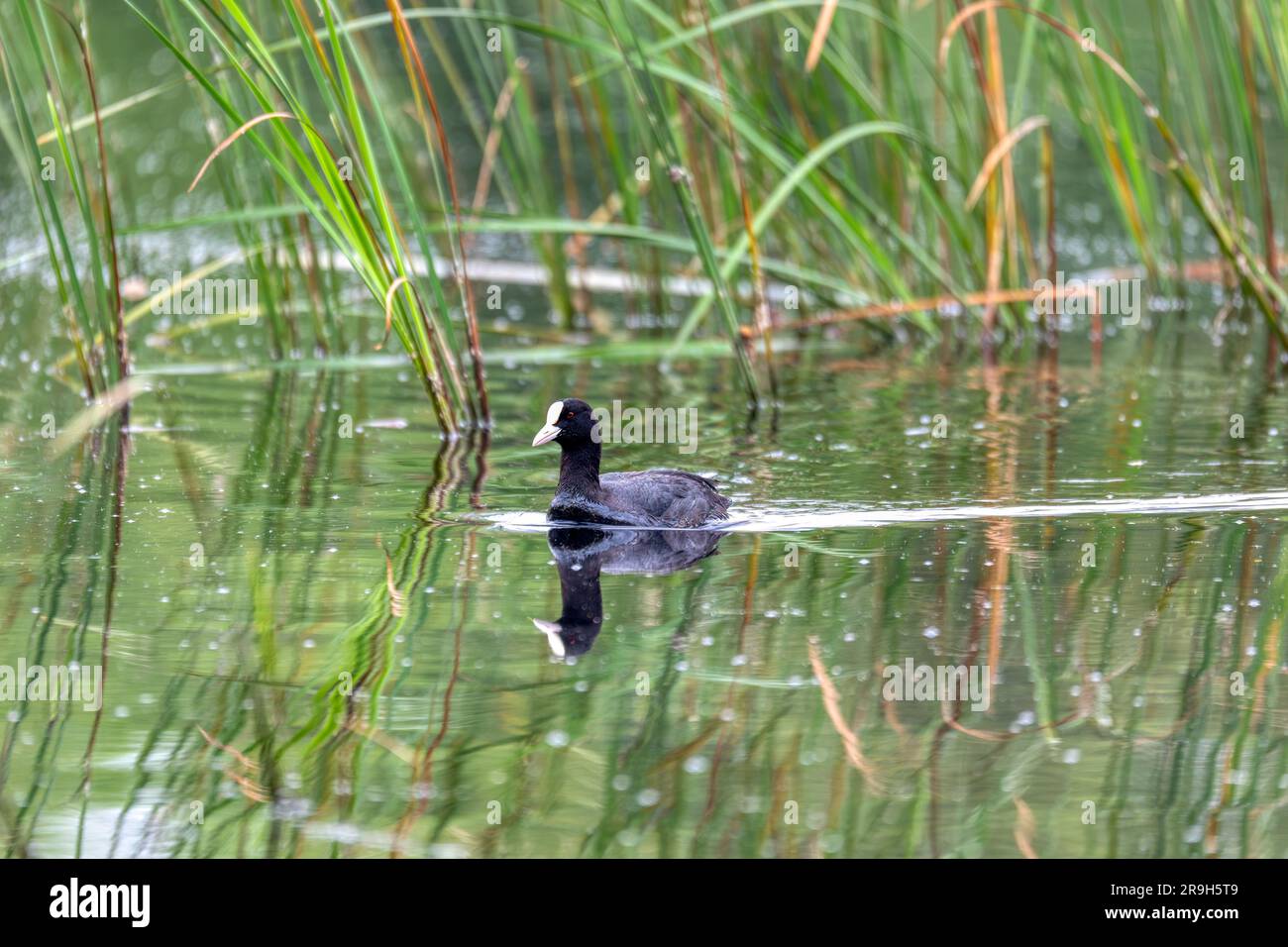 Wasservogel Eurasischer Ruß, Fulica atra auf Teich mit Frühlingsgrün Reflexion. Tschechische Republik, Europa Tierwelt Stockfoto