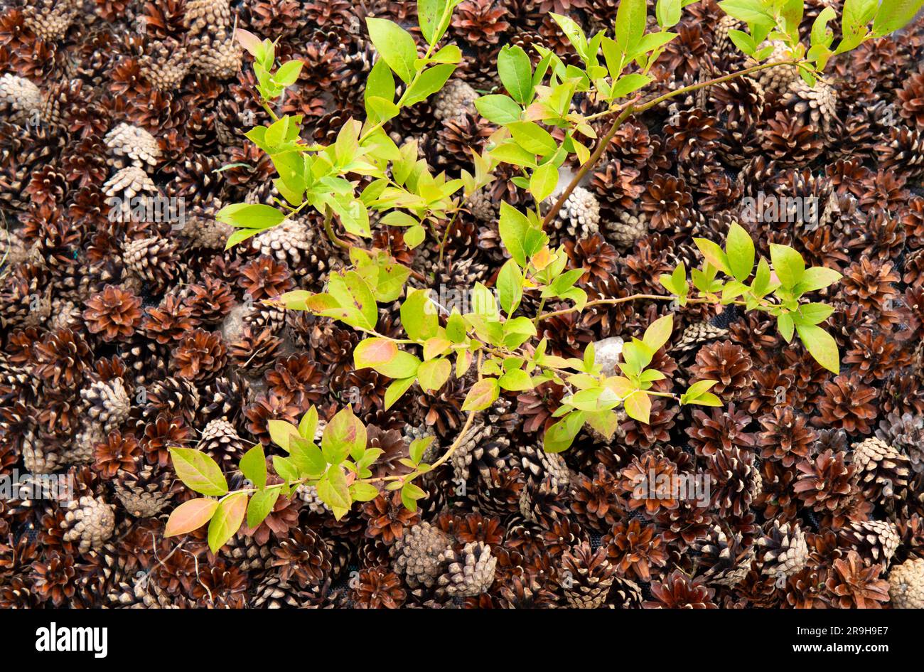 Blaubeerbusch ( Vaccinium corymbosum) im Hausgarten mit Kiefernmulch um ihn herum zur Verbesserung des ph-werts des Bodens. Stockfoto
