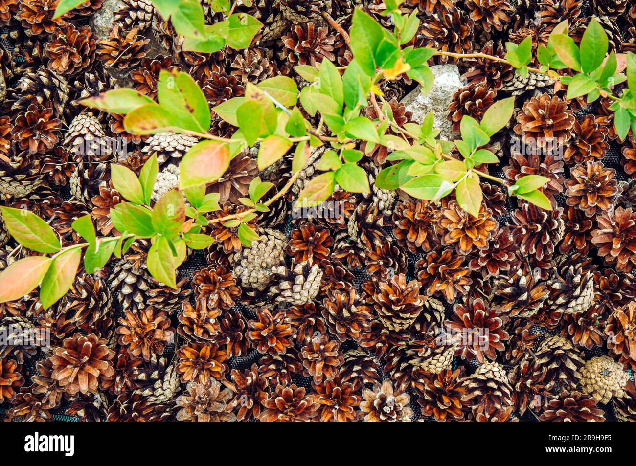 Blaubeerbusch ( Vaccinium corymbosum) im Hausgarten mit Kiefernmulch um ihn herum zur Verbesserung des ph-werts des Bodens. Stockfoto