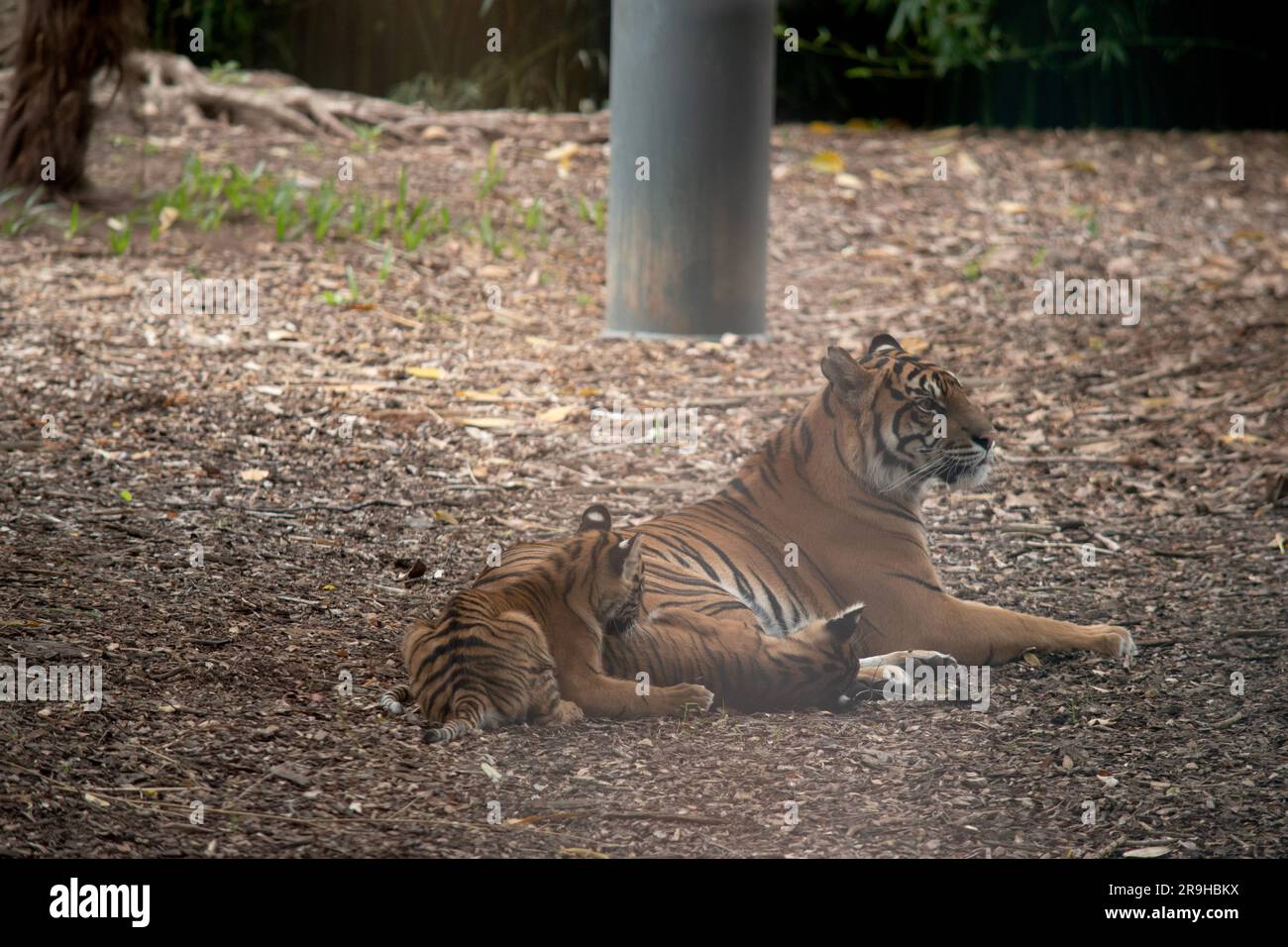 Tiger haben ein rot-orangefarbenes Fell mit dunklen Streifen, der Tiger ist die größte Wildkatze der Welt. Dieser Tiger kümmert sich um ihr Junges Stockfoto