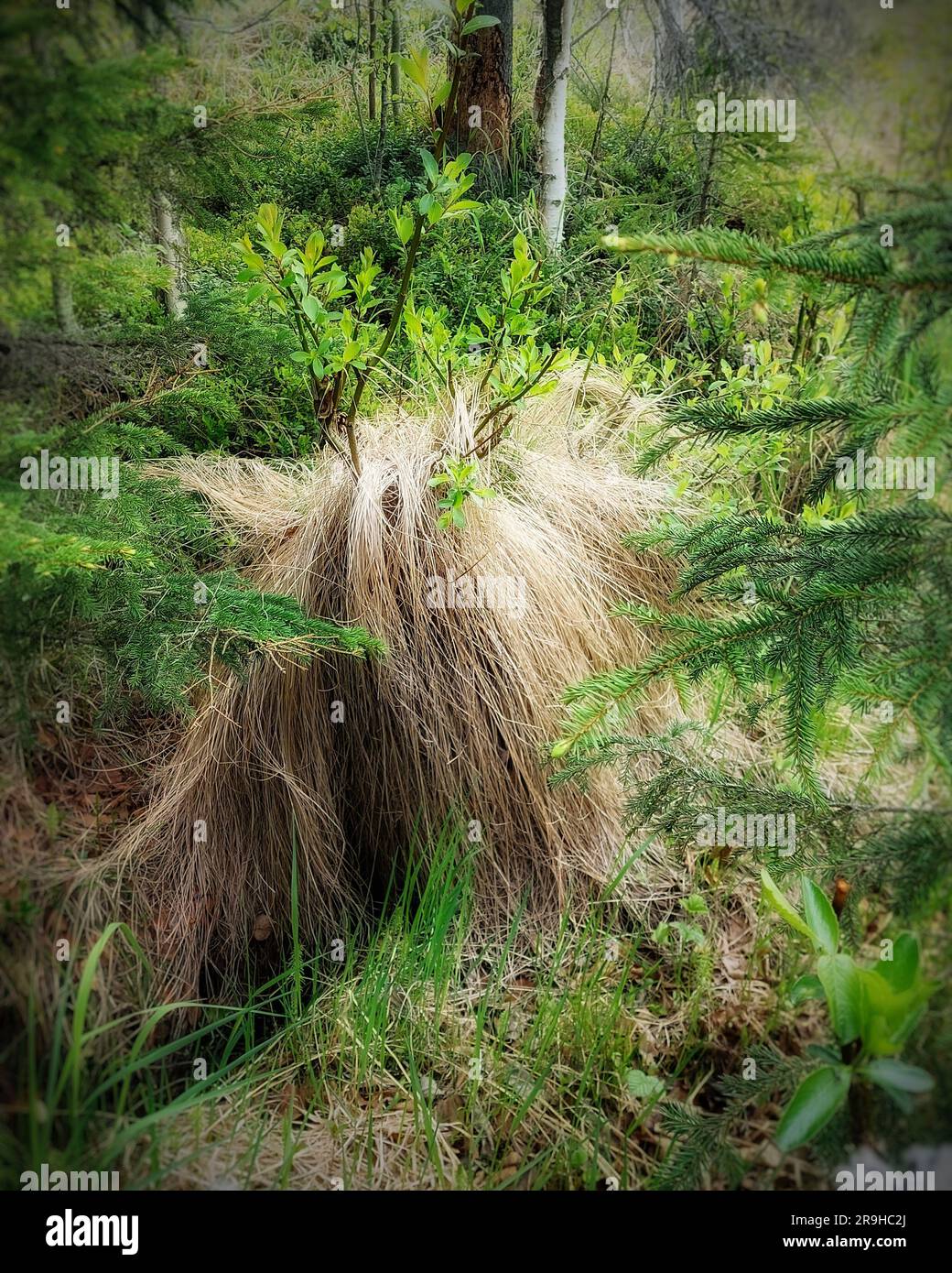 Gras und Weidentölpel in dichter Vegetation sehen aus wie von Haaren bedeckte Kreaturen. Stockfoto