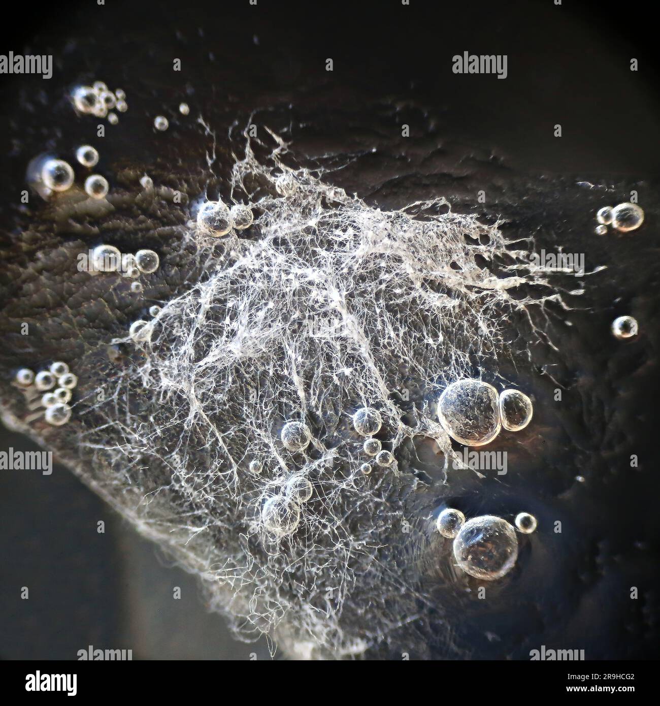 Weißer Schimmel stark vergrößert unter reflektiertem Lichtmikroskop. Stockfoto