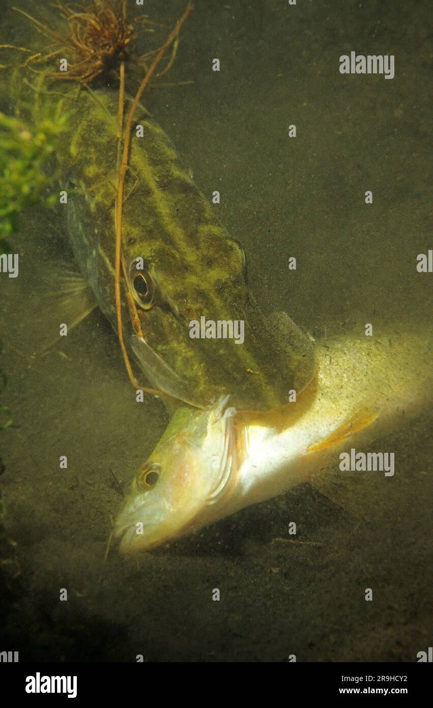 Nordpike (Esox lucius) isst eine europäische Perche (Perca fluviatilis), Baden-Württemberg, Deutschland, Europa Stockfoto