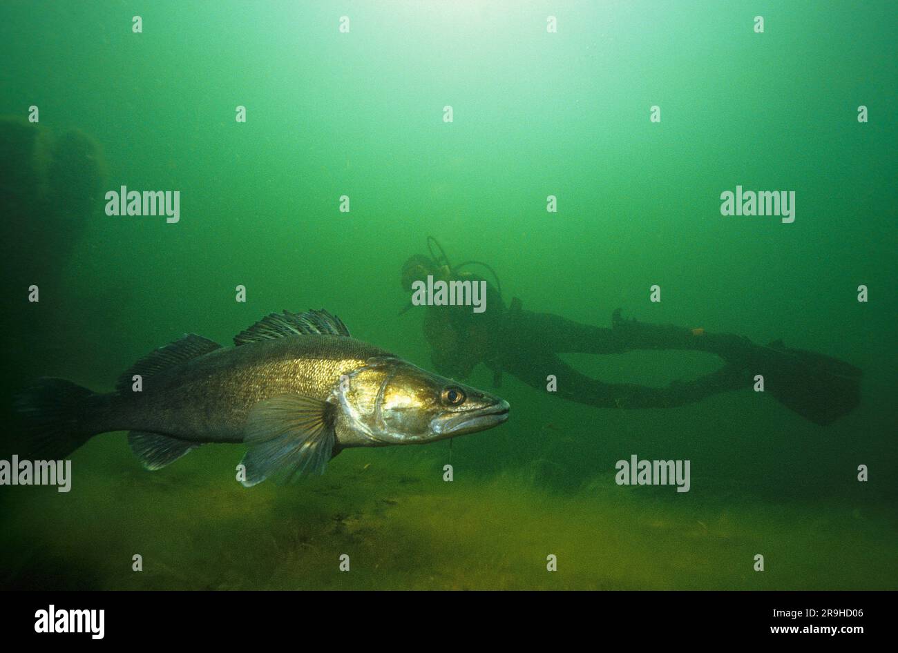 Pike Barsch (Stizostedion lucioperca) und Taucher, Baden-Württemberg, Deutschland, Europa Stockfoto