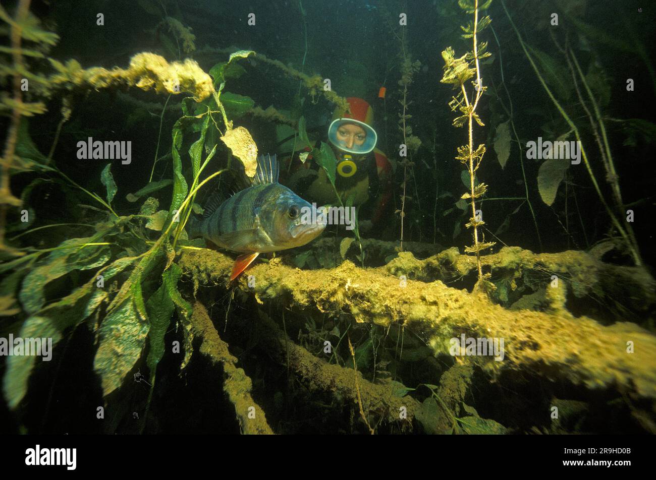 Taucher entdecken einen europäischen Perch, Perch (Perca fluviatilis), Baden-Württemberg, Deutschland, Europa Stockfoto