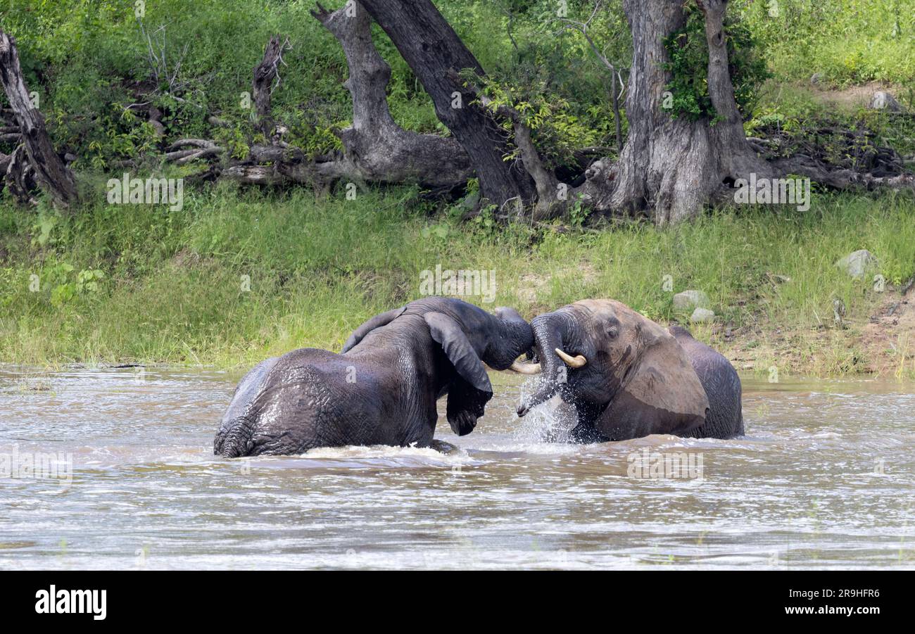 Nach dem Trinken und Essen aus dem Fluss, werden die erwachsenen Stier Elefanten ein wenig mit anderen Männchen kämpfen. Stockfoto