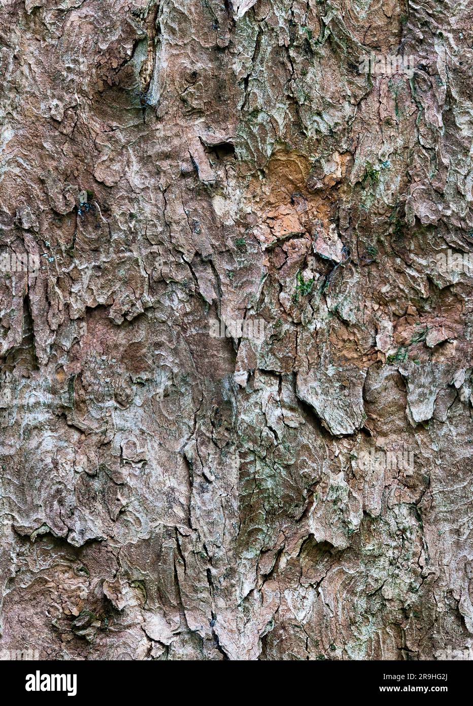 Fliesen Mit Rindenbaumstruktur Stockfoto