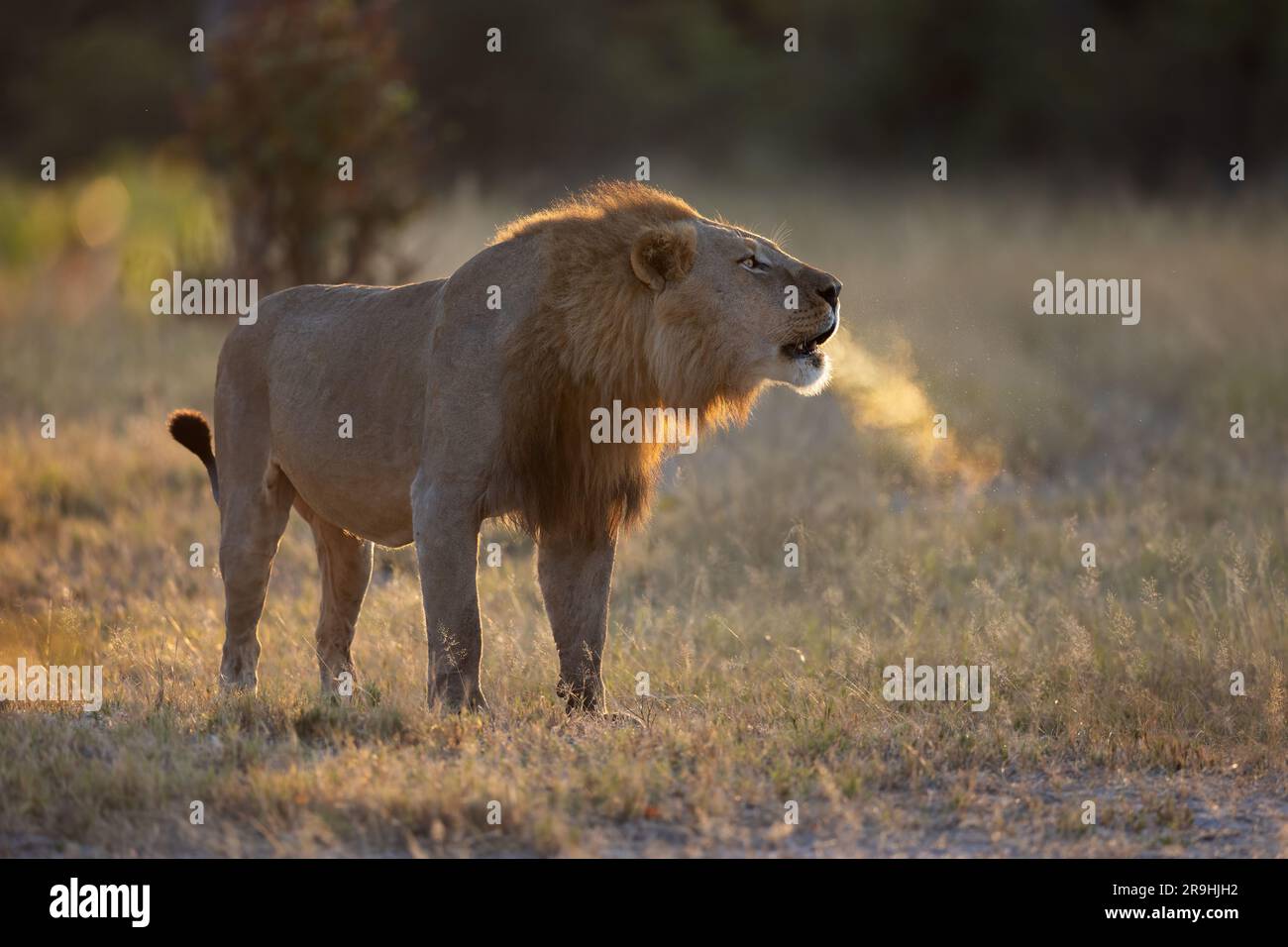 Ein dominanter männlicher Löwe brüllt und kommuniziert mit den anderen Mitgliedern des Stolzes, hintergrundbeleuchtet mit Atem schwer sichtbar, Selinda, Botsuana, Afrika Stockfoto