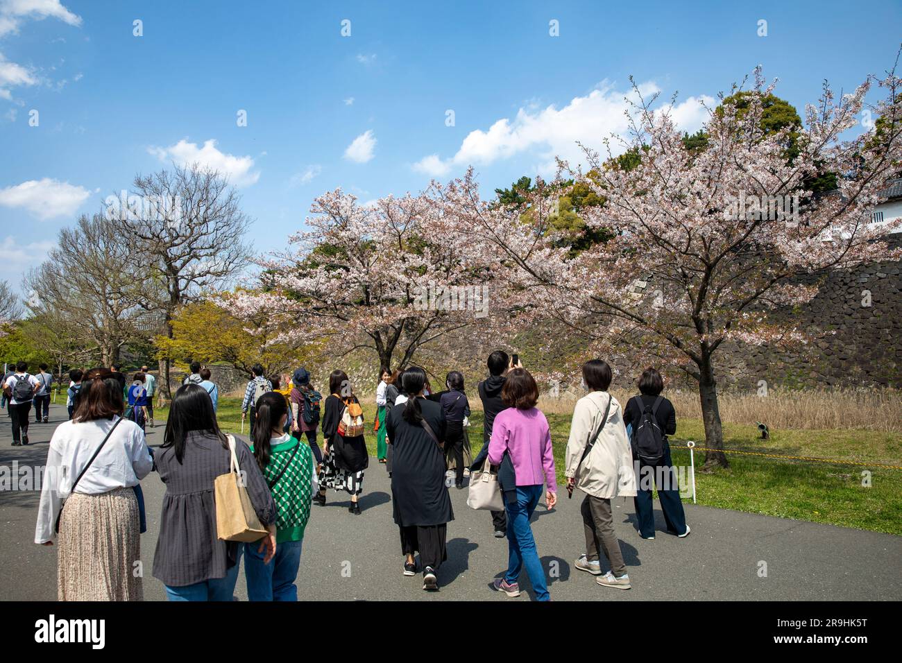 Kaiserpalast Tokyo Inui dori Street, geöffnet für Besucher, um Kirschblüten im Jahr 2023 zu sehen, erstmals seit 2019 geöffnet wegen Covid, Japan, Asien Stockfoto