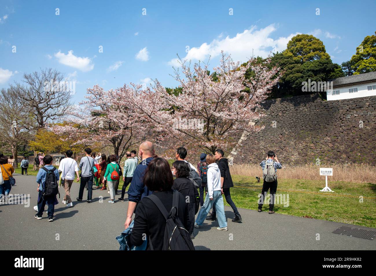 Kaiserpalast Tokyo Inui dori Street, geöffnet für Besucher, um Kirschblüten im Jahr 2023 zu sehen, erstmals seit 2019 geöffnet wegen Covid, Japan, Asien Stockfoto