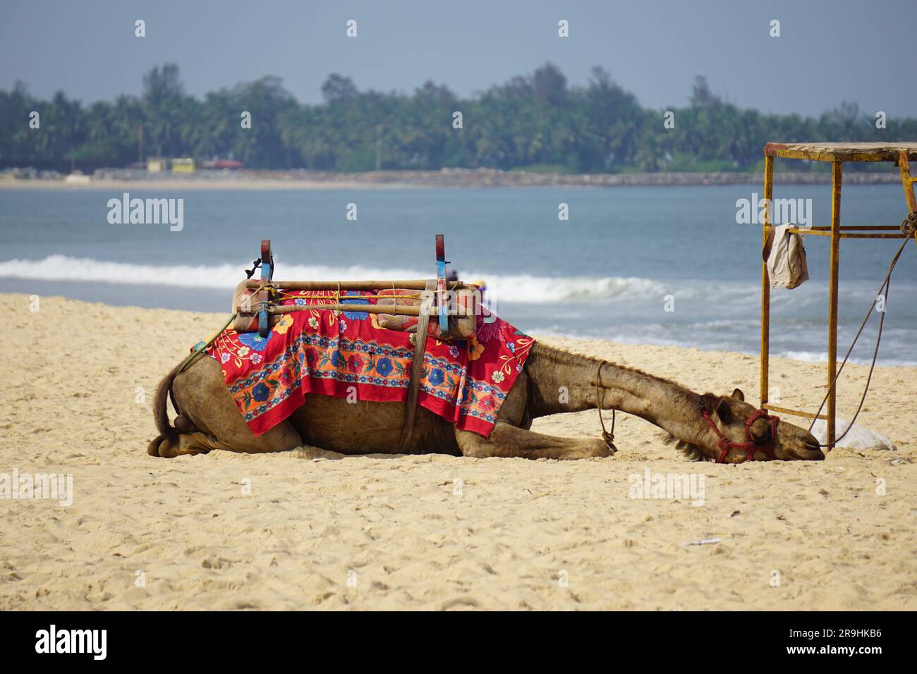 Kamel schläft am Strand Stockfoto