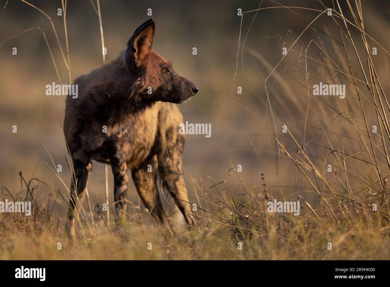 Ein afrikanischer Wildhund wartet darauf, dass die anderen Rudelmitglieder grüßen, Chobe-Nationalpark, Botsuana, Südafrika Stockfoto