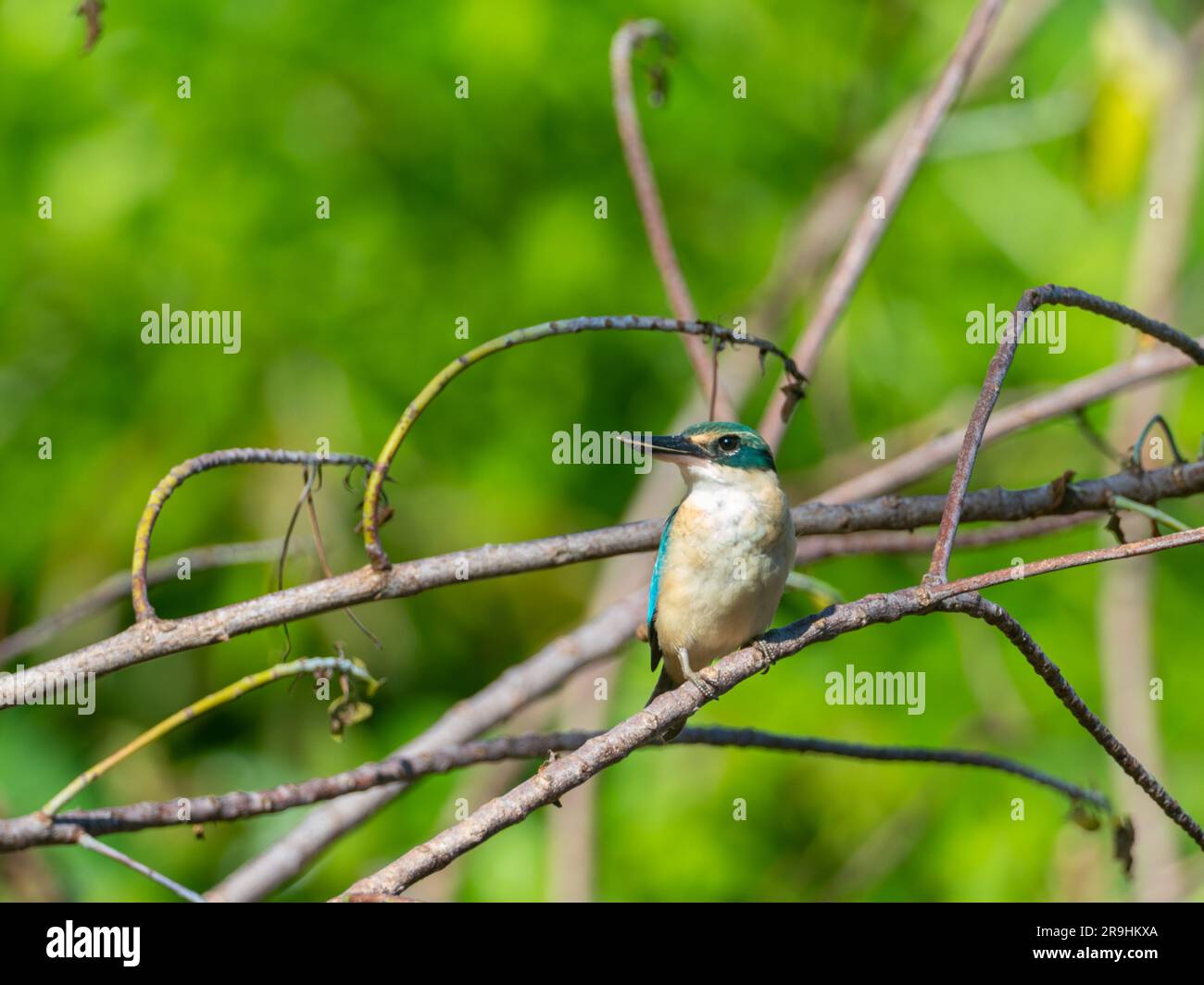 Pacific Kingfisher, Todiramphus sacer regina, gefunden auf Alofi, Wallis und Futuna, Südpazifik Stockfoto
