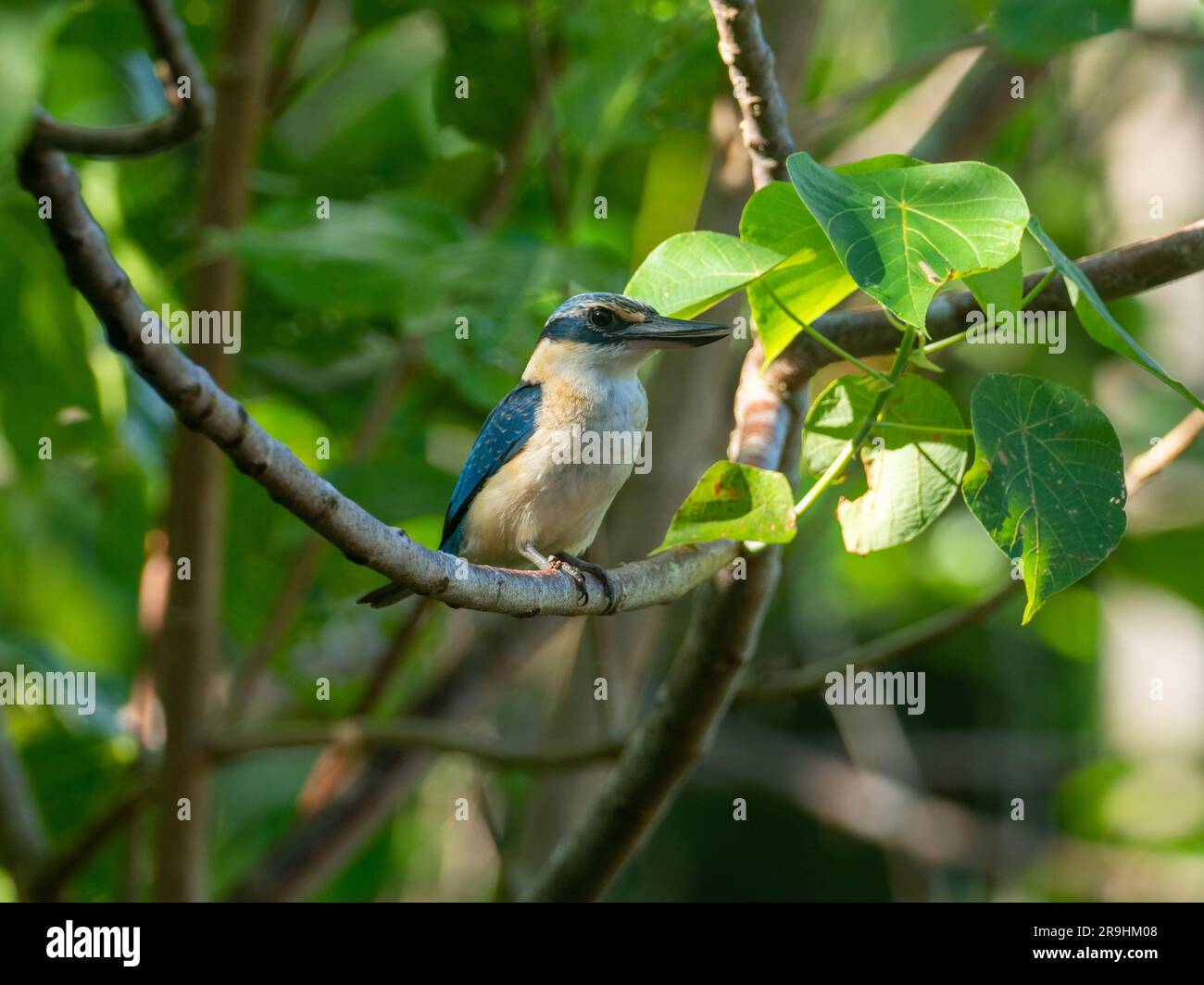 Pacific Kingfisher, Todiramphus sacer regina, gefunden auf Alofi, Wallis und Futuna, Südpazifik Stockfoto