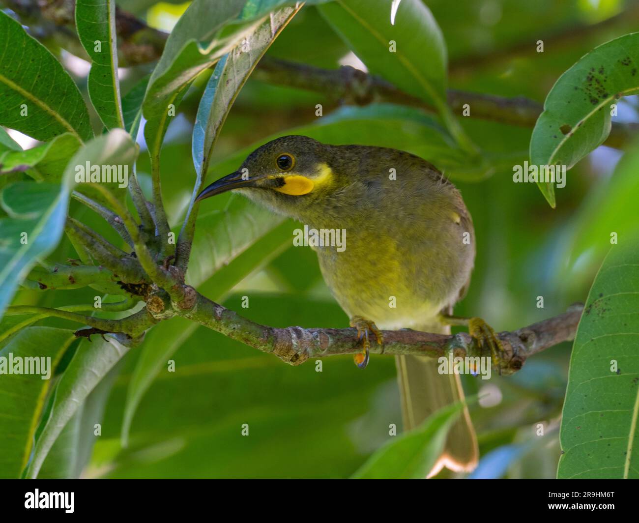 Östlicher Wattled-Honeyeater, Foulehaio carunculatus, gefunden auf Alofi, Wallis und Futuna Stockfoto