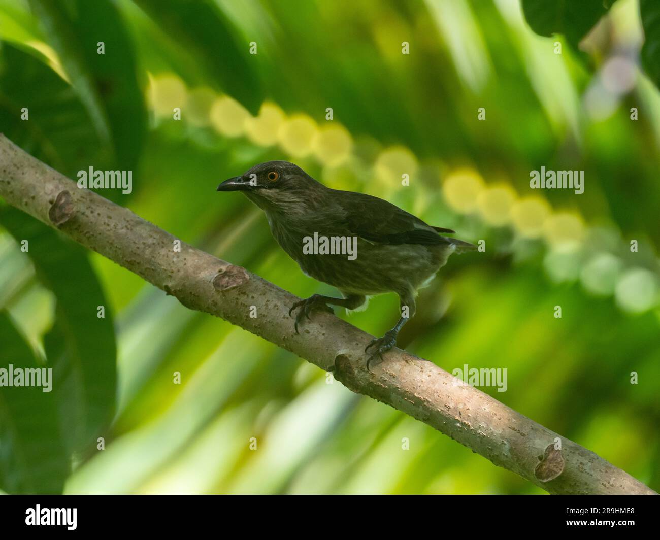 Polynesischer Star, Aplonis tabuensis fortunae, gefunden auf Alofi, Wallis und Futuna Stockfoto