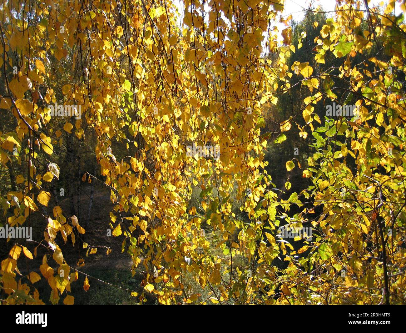 Wunderschöne Herbstblätter aus Birke, Nahaufnahme Stockfoto