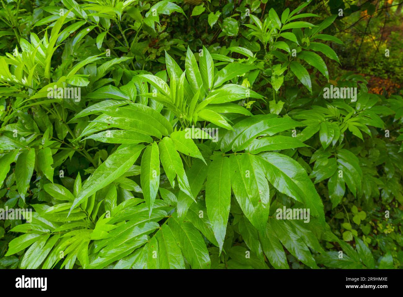 Frische nasse Holunderblätter im Garten Stockfoto